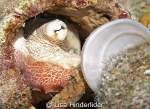 Always looking for piles of shells near an opening, somet... by Lisa Hinderlider 